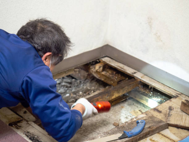 Best Post-Flood Mold Remediation in Meadow Lake, NM