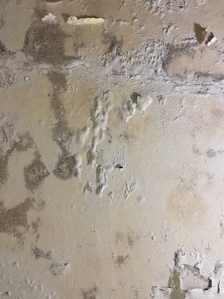 Best Industrial Mold Remediation in Meadow Lake, NM