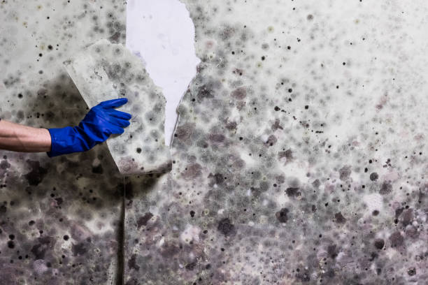 Best Mold Testing and Inspection Services in Meadow Lake, NM